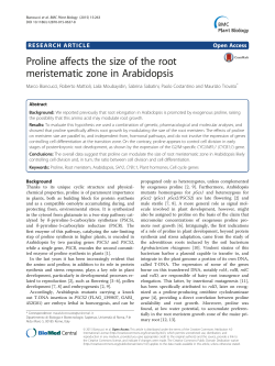 Proline affects the size of the root meristematic zone in Arabidopsis