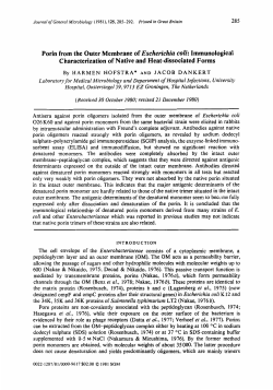 Porin from the Outer Membrane of Escherichia coli