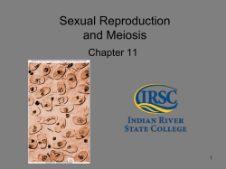 meiosis ii