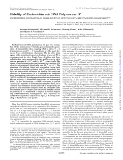 Fidelity of Escherichia coli DNA Polymerase IV
