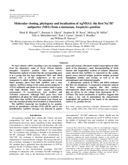 Molecular cloning, phylogeny and localization of AgNHA1: the first