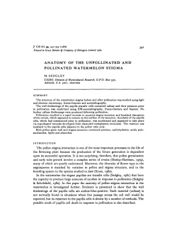 anatomy of the unpollinated and pollinated watermelon stigma