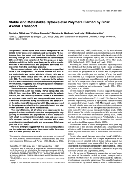 Stable and Metastable Cytoskeletal Polymers Carried by Slow