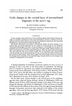 Cyclic changes in the cortical layer of non-nucleated