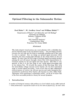 Optimal Filtering in the Salamander Retina