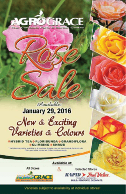 Roses - Rapid True Value