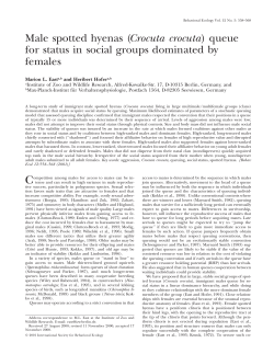 Male spotted hyenas (Crocuta crocuta) queue for status in social