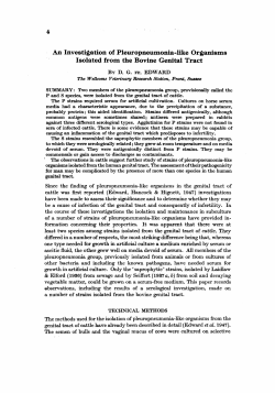 An Investigation of Pleuropneumonia-like Organisms