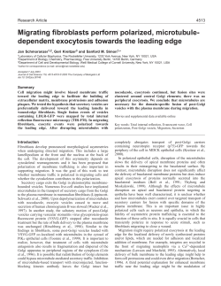 Migrating fibroblasts perform polarized, microtubule