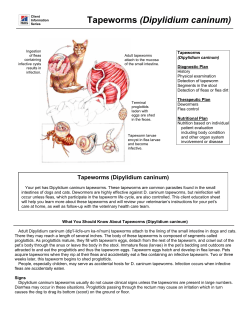 Tapeworms (Dipylidium caninum)