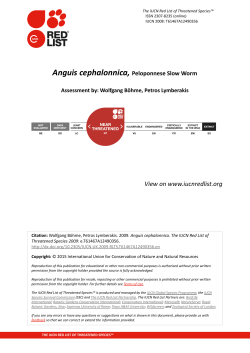 Anguis cephalonnica, Peloponnese Slow Worm