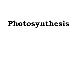 From Photosynthesis to Cellular Respiration