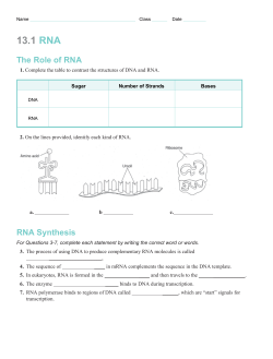 13.1 RNA