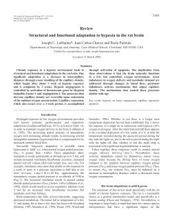 Review Structural and functional adaptation to hypoxia in the rat brain