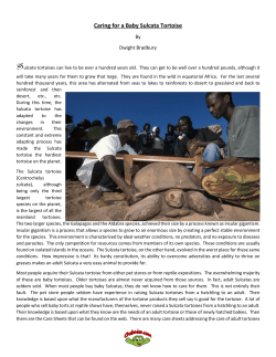 Caring for a Baby Sulcata Tortoise