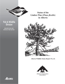 Status of the Limber Pine - Alberta Conservation Association