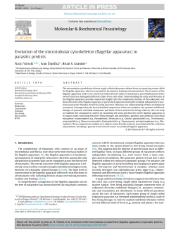 Evolution of the microtubular cytoskeleton (flagellar