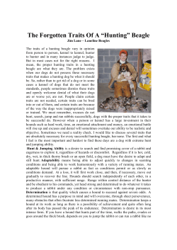 The Forgotten Traits Of A "Hunting" Beagle: Jim Lane