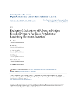 Endocrine Mechanisms of Puberty in Heifers: Estradiol Negative