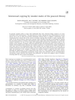 Intersexual copying by sneaker males of the peacock blenny
