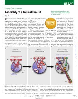 Assembly of a Neural Circuit