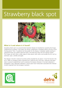Strawberry black spot