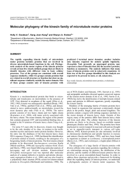 Molecular phylogeny of the kinesin family of microtubule motor
