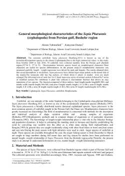 General morphological characteristics of the Sepia Pharaonis
