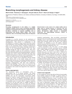 Branching morphogenesis and kidney disease - Development