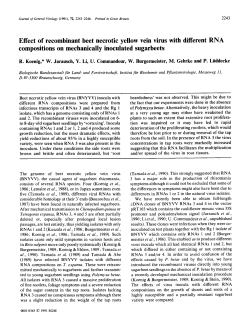 Effect of recombinant beet necrotic yellow vein virus with different