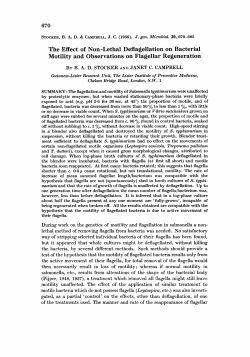 The Effect of Non-Lethal Deflagellation on Bacterial