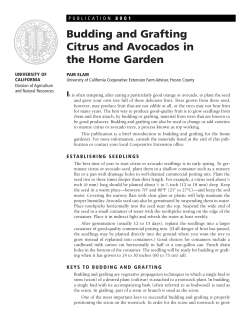 8001 Budding and Grafting Citrus and Avocados