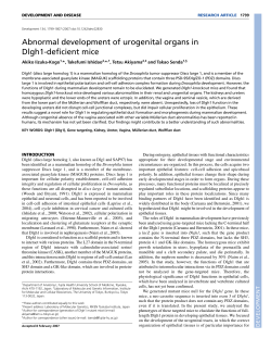 Abnormal development of urogenital organs in Dlgh1