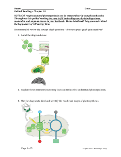 Guided Reading - Chapter 10