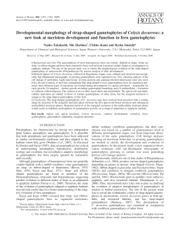 Developmental morphology of strap