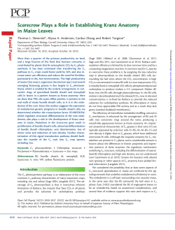 Scarecrow Plays a Role in Establishing Kranz Anatomy in Maize