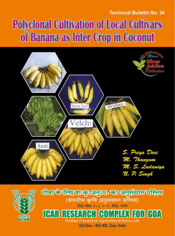 Polyclonal cultivation of local cultivars of banana as inter crop in