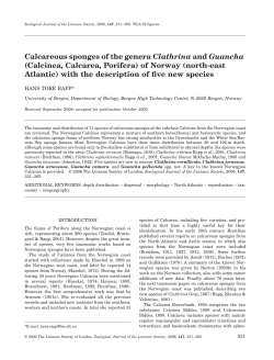 Calcareous sponges of the genera Clathrina and Guancha