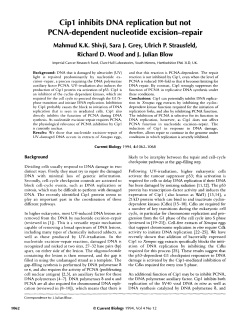 Cipl inhibits DNA replication but not PCNA