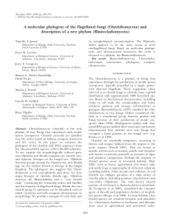 A molecular phylogeny of the flagellated fungi (Chytridiomycota) and