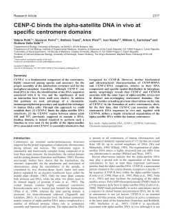 CENP-C binds alpha-satellite DNA - Journal of Cell Science