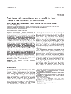 Evolutionary conservation of vertebrate notochord genes in the