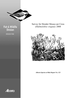 Survey for Slender Mouse-ear-cress (Halimolobos virgata): 2008