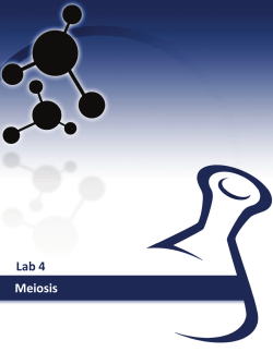 Meiosis - Homework Market