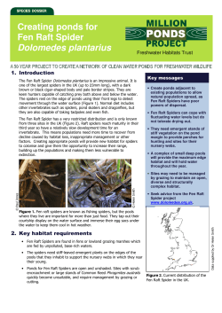 Fen Raft Spider - Freshwater Habitats Trust