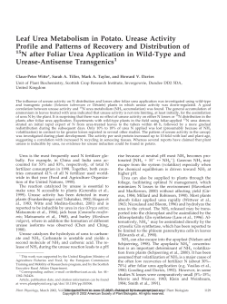 Leaf Urea Metabolism in Potato. Urease Activity