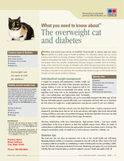 The overweight cat and diabetes