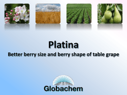 Platina for increased fruit size and shape in grapes