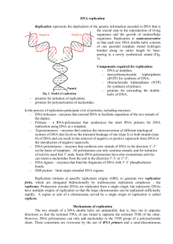DNA replication