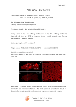 Anti Anti -VDCC &alpha;1G (Cav3.1)
